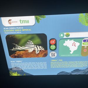 zebra pleco signage - dunia air tawar