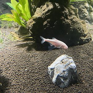 blind cave tetra (astyanax mexicanus) (1) - dunia air tawar