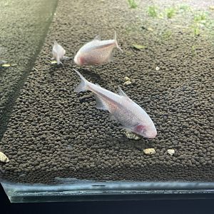 blind cave tetra (astyanax mexicanus) (2) - dunia air tawar