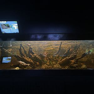 squeaker tank - dunia air tawar