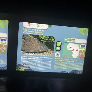 featherfin squeaker signage - dunia air tawar