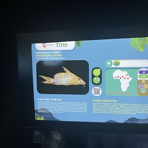 moustache catfish signage - dunia air tawar