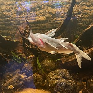 moustache catfish (synodontis membranaceus) - dunia air tawar