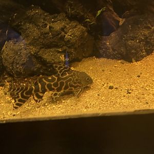 barfin synodontis (synodontis ornatipinnis) - dunia air tawar