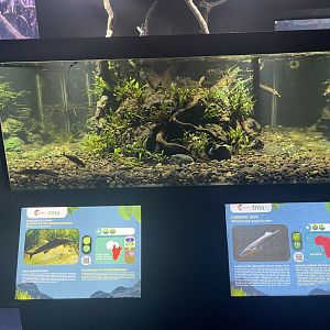 cornish jack & eastern bottle-nosed mormyrid tank - dunia air tawar