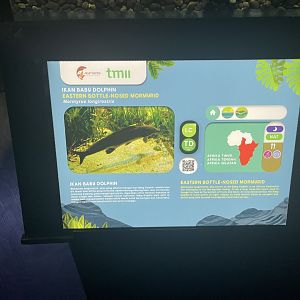 eastern bottle-nosed momyrid signage - dunia air tawar