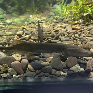 cornish jack (mormyrops anguilloides) - dunia air tawar