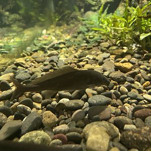 eastern bottle-nosed mormyrid (mormyrus longirostris) - dunia air tawar