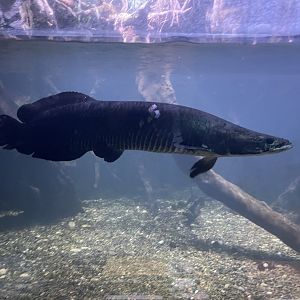 pirarucu (arapaima gigas) - dunia air tawar