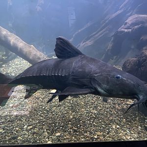 ripsaw catfish (oxydoras niger) - dunia air tawar