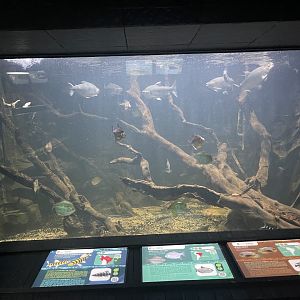 mixed amazonian fishes tank - dunia air tawar