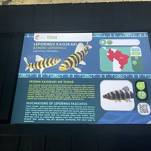 banded leoprinus signage - dunia air tawar