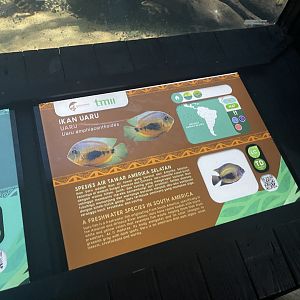 uaru cichlid signage - dunia air tawar