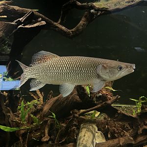 odoe pike (hepsetus odoe) - dunia air tawar