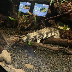 saddled bichir (polypterus endlicherii) - dunia air tawar