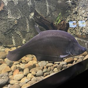 giant featherback (chitala lopis) - dunia air tawar