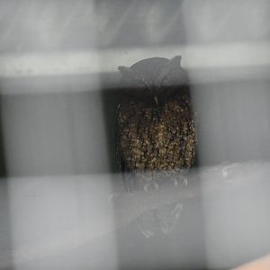 Toucan Rescue Ranch, Bare-shanked Screech Owl (Megascops clarkii)