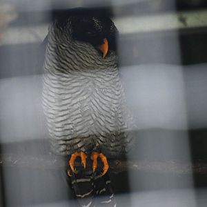 Toucan Rescue Ranch, Black-and-white Owl (Strix nigrolineata)