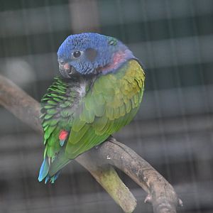 Toucan Rescue Ranch, Blue-headed Pionus (Pionus menstruus)