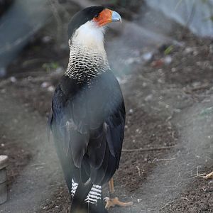 Toucan Rescue Ranch, Crested Caracara (Caracara plancus)