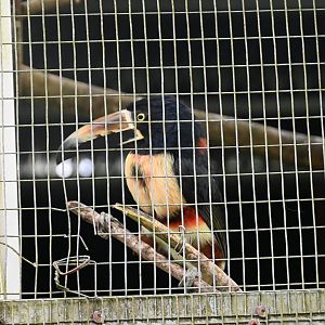 Toucan Rescue Ranch, Collared Aracari (Pteroglossus torquatus)