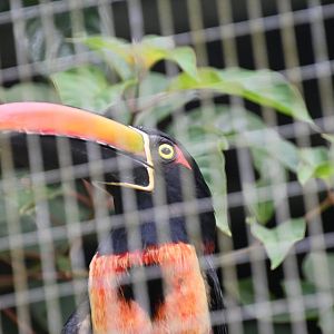 Toucan Rescue Ranch, Firey-billed Aracari (Pteroglossus frantzii)