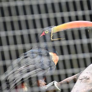 Toucan Rescue Ranch, Firey-billed Aracari (Pteroglossus frantzii)