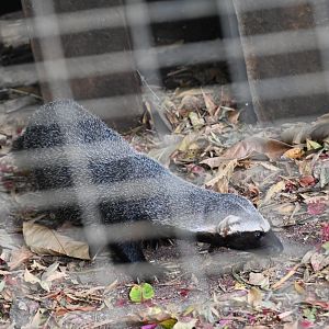 Toucan Rescue Ranch, Greater Grison (Galictis vittata)