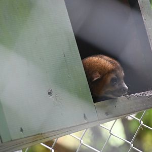 Toucan Rescue Ranch, Kinkajou (Potos flavus)