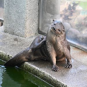 Toucan Rescue Ranch, Neotripical Otter (Lontra longicaudis)