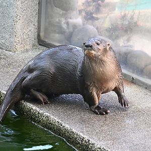 Toucan Rescue Ranch, Neotripical Otter (Lontra longicaudis)