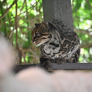 Toucan Rescue Ranch, Costa Rican Oncilla (Leopardus Tigrinus Oncilla)