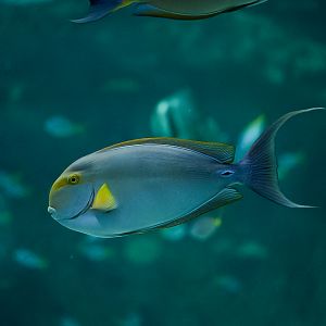 Yellowfin Surgeonfish