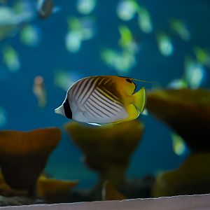 Threadfin Butterflyfish