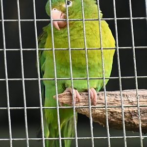 Toucan Rescue Ranch, Orange-chinned Parakeet (Brotogeris jugularis)