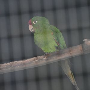 Toucan Rescue Ranch, Red-fronted Conure (Psittacara wagleri)