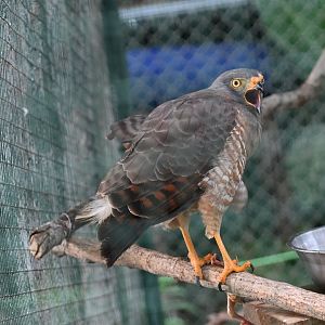 Toucan Rescue Ranch, Roadside Hawk (Rupornis magnirostris)