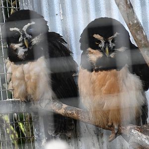 Toucan Rescue Ranch, Spectacled Owl (Pulsatrix perspicillata)