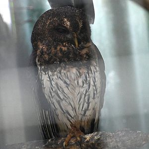 Toucan Rescue Ranch, Tropical Screech Owl (Megascops choliba)