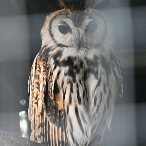 Toucan Rescue Ranch, Striped Owl (Asio clamator)