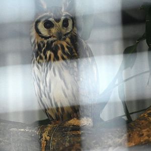 Toucan Rescue Ranch, Striped Owl (Asio clamator)