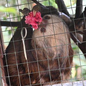 Toucan Rescue Ranch, Hoffmann's Two-toed Sloth (Choloepus hoffmanni)