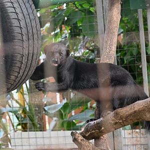 Toucan Rescue Ranch, Tayra (Eira barbara)