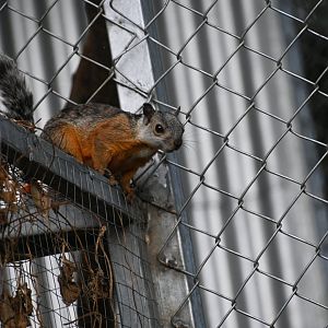 Wild in Toucan Rescue Ranch, Variegated Squirrel (Sciurus variegatoides)