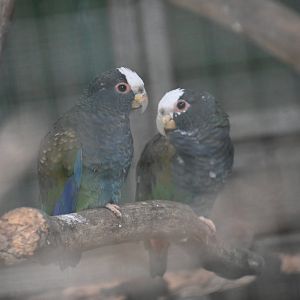 Toucan Rescue Ranch, White-crowned Parrot (Pionus senilis)