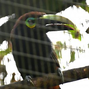 Toucan Rescue Ranch, Yellow-eared Toucanet (Selenidera spectabilis)