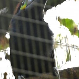 Toucan Rescue Ranch, Yellow-eared Toucanet (Selenidera spectabilis)