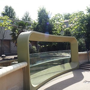 Pygmy hippopotamus exhibit, 2024-06-30