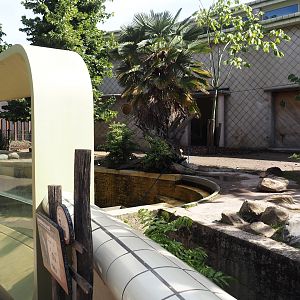 Pygmy hippopotamus exhibit, 2024-06-30