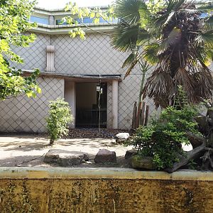 Pygmy hippopotamus exhibit, 2024-06-30